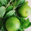 Lime ,Basil & Mandarin Lime scaled e1722812827555