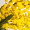 Spiced Acacia Flower Spiced Mimosa