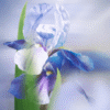 iris (1) iris 1