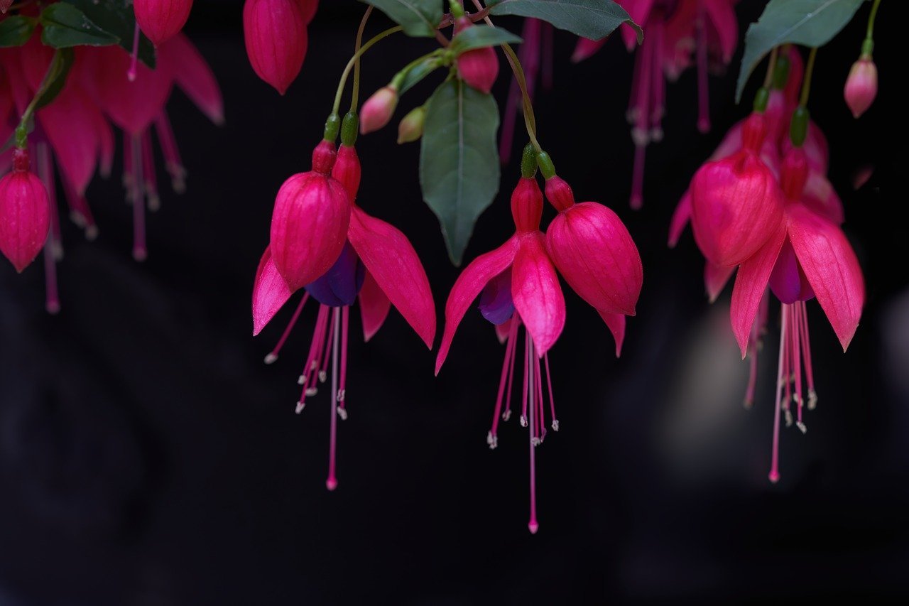 Fuchsia