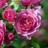 bulgarian rose damascan