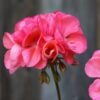 Geranium Geranium