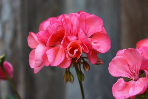 Geranium