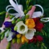 freesia freesia