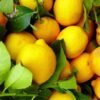 lemons lemons