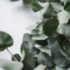 Soap tea tree & eucalyptus iain robertson G46PxOQSdnA unsplash