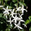 jasmine