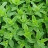 moroccan-mint moroccan mint, teeminze, peppermint-2396530.jpg