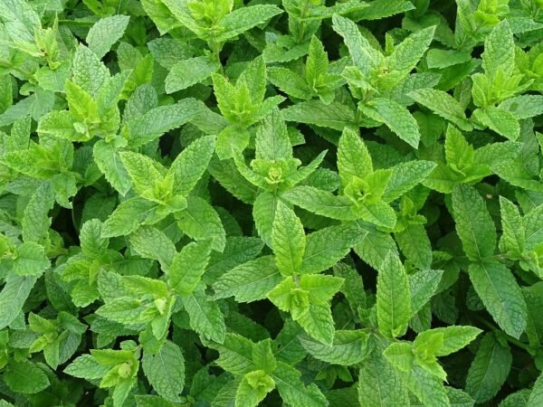 moroccan mint, teeminze, peppermint-2396530.jpg