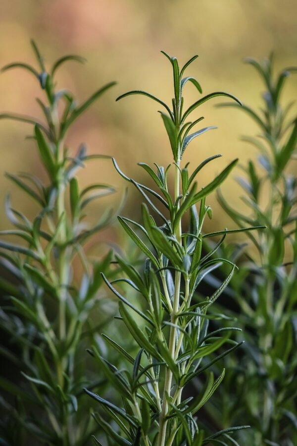 rosemary, herbs, plant-5560913.jpg