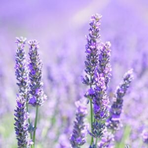 Luxury Bath, Body & Home Fragrances - The Schmoo 23 Floral