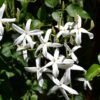 Night Blooming Jasmin Night Blooming Jasmin