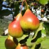Autumn Pear & Freesia Autumn Pear & Freesia