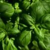 basil basil