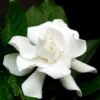 gardenia gardenia