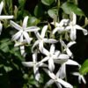 Jasmine Jasmine