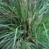 Vetiver
