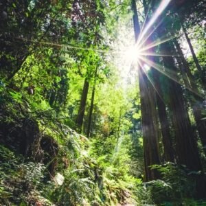 Luxury Bath, Body & Home Fragrances - The Schmoo 20 Earth and Wood