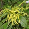 ylang-ylang ylang-ylang