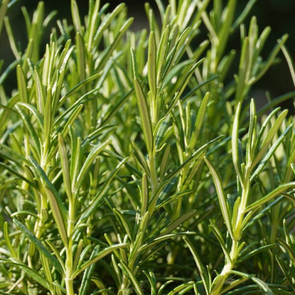 Rosemary Sea Salt Cold Process Soap - Image 3