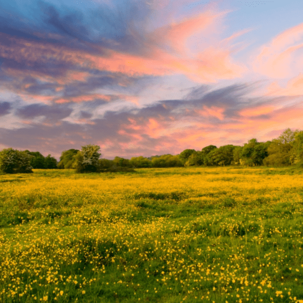 Sunset over a field of yellow buttercups with a vibrant sky for the Wake Up Buttercup fragrance collection