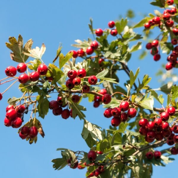 Hawthorn tree