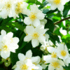 Jasmin 1