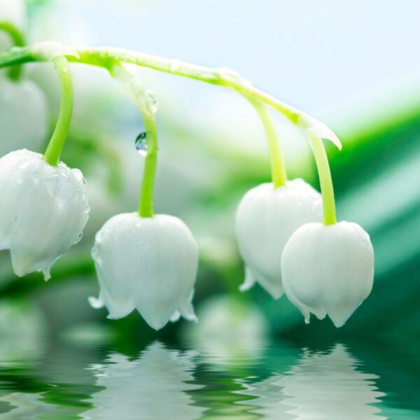 Lily of the valley