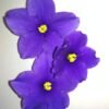 Violet Violet