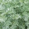 artemesia artemesia