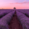 lavender fields (1) lavender fields 1