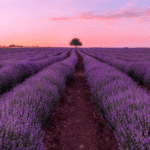 Highland Lavender - Room Spray 4 lavender fields 1