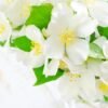 orange blossom