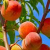 peach peach