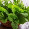 peppermint2 peppermint2