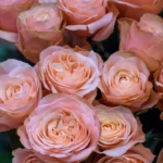 Roses pink