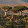 dragons blood tree