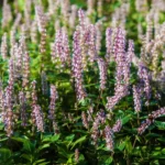 patchouli
