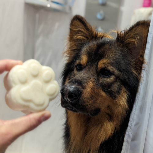 Pet Grooming