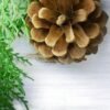 cedarwood image3
