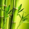 Bamboo Fragrance – Fresh and Clean Green Aroma Vibrant green bamboo stalks with fresh leaves, representing the fresh and clean green aroma of Bamboo fragrance for a soothing home environment.