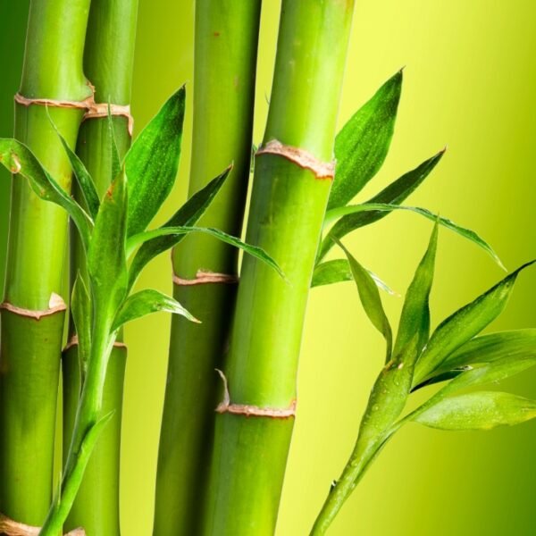 Vibrant green bamboo stalks with fresh leaves, representing the fresh and clean green aroma of Bamboo fragrance for a soothing home environment.