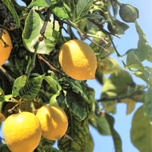 Lemon5 1 1
