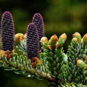 The Dettol Is In The Detail- Wax Melt 5 pine trees 1