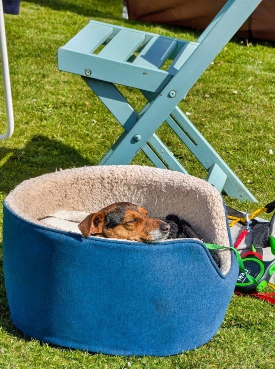 A Muddy Terrier’s Tale: My Schmoo Soap Bath Adventure! 4 Me at my best helping to sell Schmoo Shampoo at a summer market